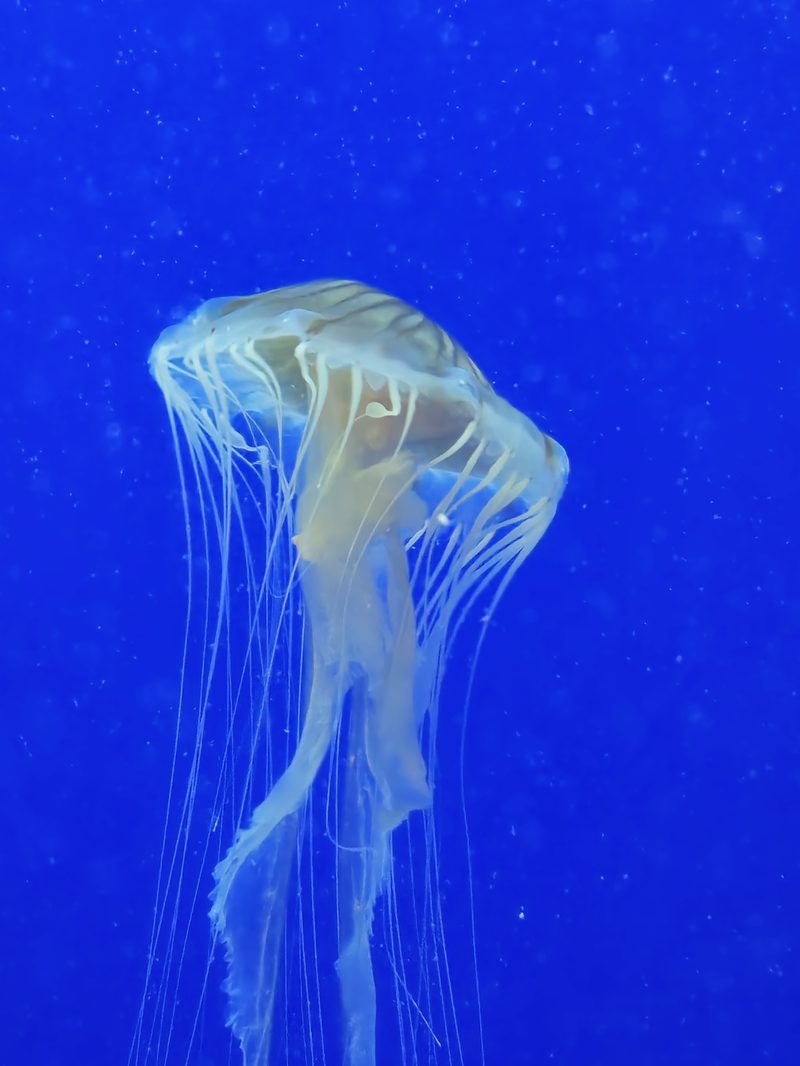 Georgia Aquarium
