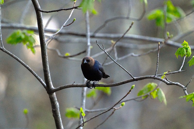 Cowbird.jpg