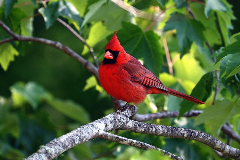 Georgia Birds