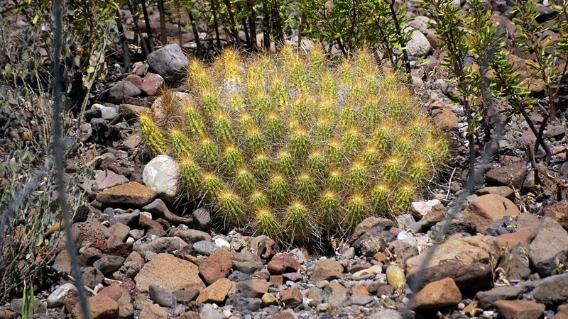 DSC01337a.JPG
